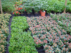 plants
